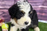 Mason, a male Miniature Bernedoodle for sale in Shipshewana, IN – Photo 1 of 9