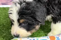 Mason, a male Miniature Bernedoodle for sale in Shipshewana, IN – Photo 4 of 9