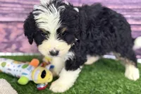 Mason, a male Miniature Bernedoodle for sale in Shipshewana, IN – Photo 8 of 9