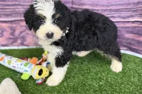 Mason, a male Miniature Bernedoodle for sale in Shipshewana, IN – Photo 9 of 9