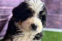 Mason, a male Miniature Bernedoodle for sale in Shipshewana, IN – Photo 3 of 9
