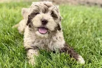 Yoshi, a male Goldendoodle for sale in Shipshewana, IN – 9 of 9
