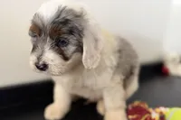 Walker, a male Miniature Bernedoodle for sale in Shipshewana, IN – Photo 9 of 10