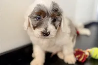Walker, a male Miniature Bernedoodle for sale in Shipshewana, IN – Photo 1 of 10