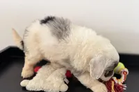 Walker, a male Miniature Bernedoodle for sale in Shipshewana, IN – Photo 5 of 10