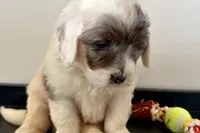 Walker, a male Miniature Bernedoodle for sale in Shipshewana, IN – Photo 2 of 10