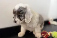 Walker, a male Miniature Bernedoodle for sale in Shipshewana, IN – Photo 8 of 10