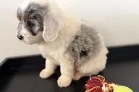 Walker, a male Miniature Bernedoodle for sale in Shipshewana, IN – Photo 10 of 10