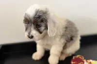 Walker, a male Miniature Bernedoodle for sale in Shipshewana, IN – Photo 6 of 10