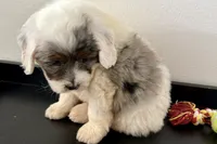 Walker, a male Miniature Bernedoodle for sale in Shipshewana, IN – Photo 3 of 10
