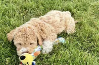 Yonder, a male Goldendoodle for sale in Shipshewana, IN – 8 of 10