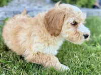 Ocey , a female Goldendoodle for sale in Shipshewana, IN – 5 of 7