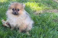 Urie, a male Pomeranian for sale in Shipshewana, IN – 3 of 8