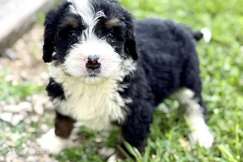 Yvette – Bernese Mountain Dog, Miniature Bernedoodle puppy for sale in Shipshewana, IN