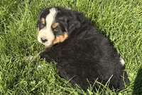 Ham, a male Bernese Mountain Dog for sale in Shipshewana, IN – 4 of 7