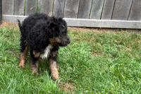 Odin, a male Miniature Bernedoodle for sale in Shipshewana, IN – 6 of 8