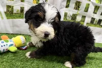 Declan, a male Miniature Bernedoodle for sale in Shipshewana, IN – Photo 1 of 8