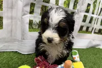 Declan, a male Miniature Bernedoodle for sale in Shipshewana, IN – Photo 2 of 8