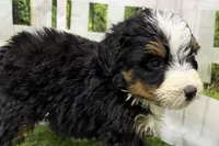 Declan, a male Miniature Bernedoodle for sale in Shipshewana, IN – Photo 6 of 8