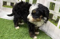 Declan, a male Miniature Bernedoodle for sale in Shipshewana, IN – Photo 3 of 8