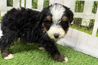 Declan, a male Miniature Bernedoodle for sale in Shipshewana, IN – Photo 7 of 8