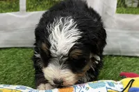 Declan, a male Miniature Bernedoodle for sale in Shipshewana, IN – Photo 4 of 8