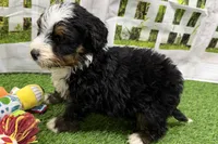 Declan, a male Miniature Bernedoodle for sale in Shipshewana, IN – Photo 8 of 8