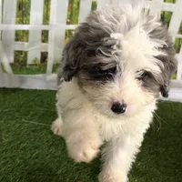 Dom, a male Miniature Bernedoodle for sale in Shipshewana, IN – Photo 6 of 8
