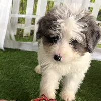Dom, a male Miniature Bernedoodle for sale in Shipshewana, IN – Photo 7 of 8
