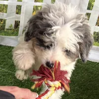 Dom, a male Miniature Bernedoodle for sale in Shipshewana, IN – Photo 2 of 8