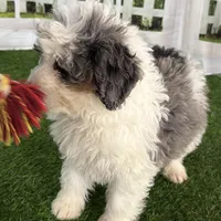 Dom, a male Miniature Bernedoodle for sale in Shipshewana, IN – Photo 8 of 8