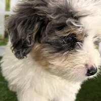 Dom, a male Miniature Bernedoodle for sale in Shipshewana, IN – Photo 1 of 8