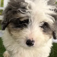 Dom, a male Miniature Bernedoodle for sale in Shipshewana, IN – Photo 3 of 8