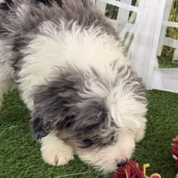 Dom, a male Miniature Bernedoodle for sale in Shipshewana, IN – Photo 5 of 8