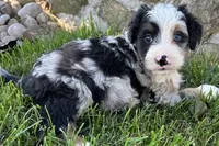 Jimmy, a male Bernedoodle for sale in Shipshewana, IN – 7 of 8