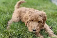 Orlo, a male Goldendoodle for sale in Shipshewana, IN – 2 of 8
