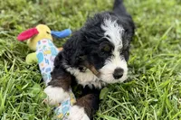 Yukon, a male Bernese Mountain Dog and Miniature Bernedoodle for sale in Shipshewana, IN – 9 of 9