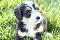 Otis , a male Bernedoodle for sale in Shipshewana, IN – 4 of 9