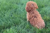 Benny, a male Poodle - Toy  for sale in Shipshewana, IN – 6 of 9
