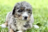 Yola, a female Bernese Mountain Dog and Miniature Bernedoodle for sale in Shipshewana, IN – 7 of 10