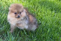Toby, a male Pomeranian for sale in Shipshewana, IN – 9 of 10