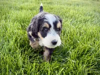 Otis , a male Bernedoodle for sale in Shipshewana, IN – 9 of 9