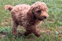 Comet , a male Poodle - Toy  for sale in Shipshewana, IN – 2 of 8