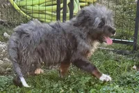 Yulian , a male Miniature Bernedoodle for sale in Shipshewana, IN – 2 of 10