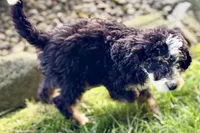 Ollie, a male Bernedoodle for sale in Shipshewana, IN – 10 of 10