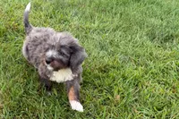 Yulian , a male Miniature Bernedoodle for sale in Shipshewana, IN – 8 of 9