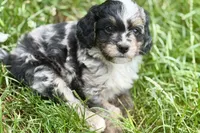 Orville, a male Bernedoodle for sale in Shipshewana, IN – 6 of 7
