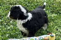 Yvette, a female Bernese Mountain Dog and Miniature Bernedoodle for sale in Shipshewana, IN – 2 of 8