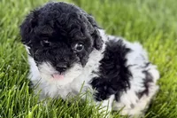 Paris, a female Poodle - Miniature  for sale in Shipshewana, IN – 2 of 9