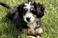 Oaklynn, a female Bernedoodle for sale in Shipshewana, IN – 4 of 9